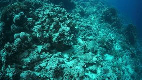 Slow motion video beautiful soft coral reef and colorful fish in tropical water with vibrant colors. Amazing, underwater marine sea world Red Sea and life of its inhabitants, creatures and diving.