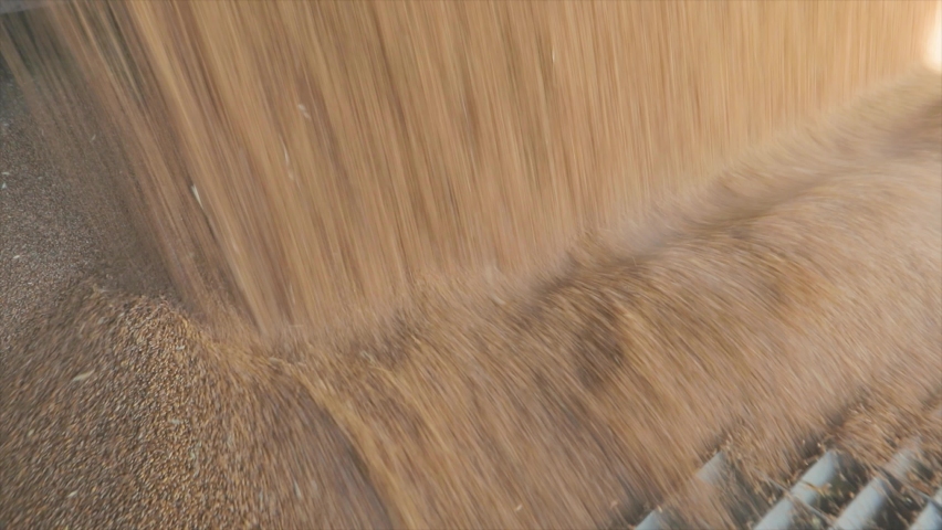 The grain is unloaded from the truck for storage in the elevator Royalty-Free Stock Footage #1093556789