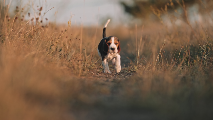 Lovely beagle puppy runs happily towards camera. Active dog has good time on walk on nature background outside city. Cute little doggy. | Shutterstock HD Video #1093557445
