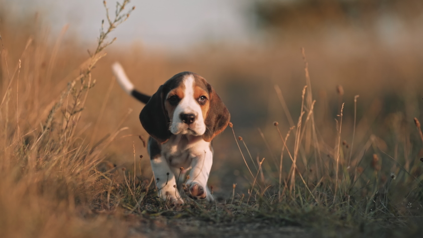 Lovely beagle puppy runs happily towards camera. Active dog has good time on walk on nature background outside city. Cute little doggy. | Shutterstock HD Video #1093557445