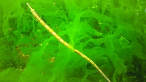 Blackstriped Pipefish Syngnathus Abaster Thickets Green Stock Footage ...