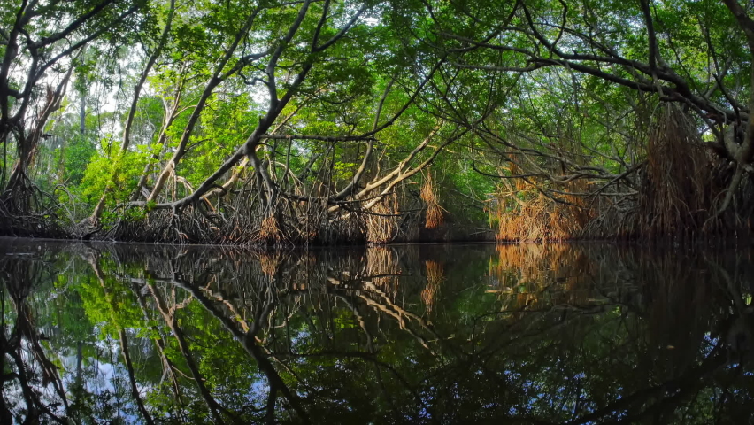 Amazing natural landscape on mangrove forest in Sri Lanka. Hanging roots, bound and twisted trees, green foliage and bent branches reflecting in calm water surface. Exotic tropical nature environment Royalty-Free Stock Footage #1093559371