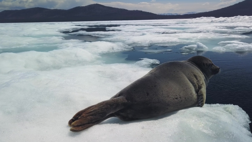 Flight around seal, cute sea calf lies calm on an ice floe basks in sun, close up muzzle look at camera. Happy bright. Baikal spring melting ice thaw. Unique animal endemic. Landmark wildlife. Stock