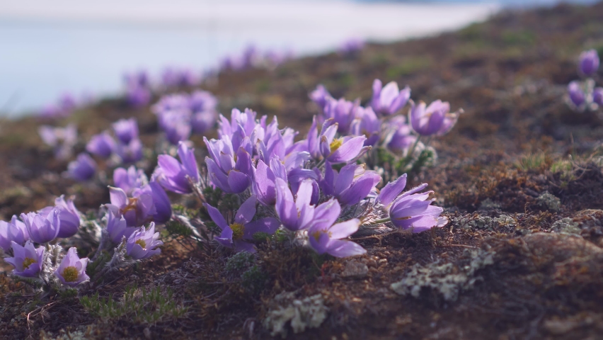 Dolly sideways close to First flowers purple snowdrops, spring season unique bloom, inflorescence. Picturesque romantic natural landscape lake Baikal shore. Siberia travel landmark. Wildlife. Alpine