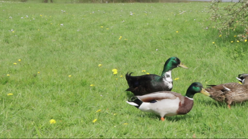 A young girl feeds ducks with white bread on a green grassy field by the lake. 