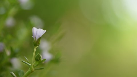 Brahmi – một chữ viết cổ xưa của Ấn Độ đã chứa đựng trong nó những điều kỳ diệu và phức tạp. Hãy đến xem ảnh liên quan để hiểu rõ hơn về nó và khám phá những điều thú vị!