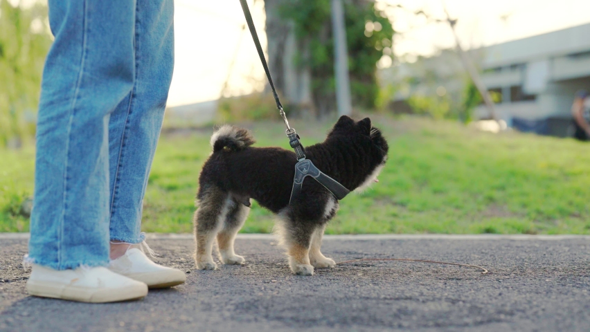 Happy young asian woman walking on the road in the park with her dog. Pet lover concept