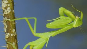 VERTICAL VIDEO: Close-up of green praying mantis hangs on thorny branch of bush and washing his face on blue sky background
