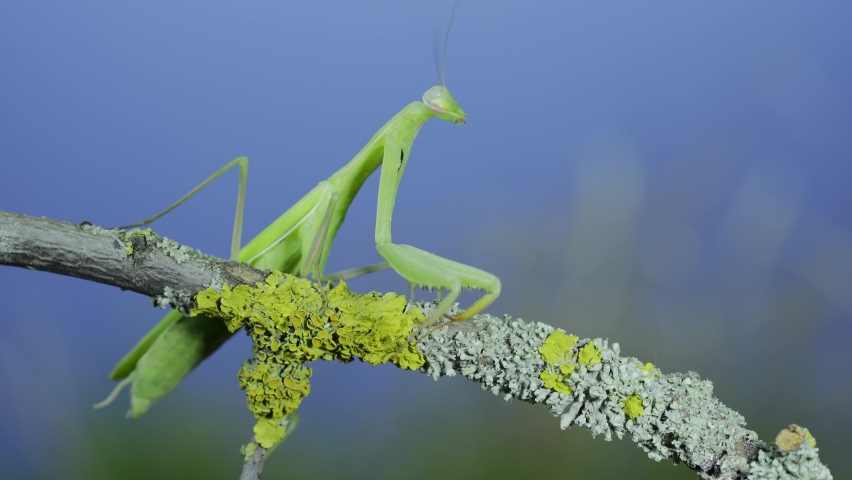 Closeup portrait of Green praying mantis walks along tree branch and looks at on camera lens on green grass and blue sky background. European mantis (Mantis religiosa)