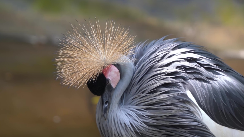 Grey crowned crane, balearica regulorum standing in the river bank, fluff up its feathers to keep warm, sleeping peacefully, preening plumage with its beak, wildlife close up details shot.