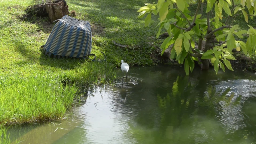 white egret looking for fish in the pond for food