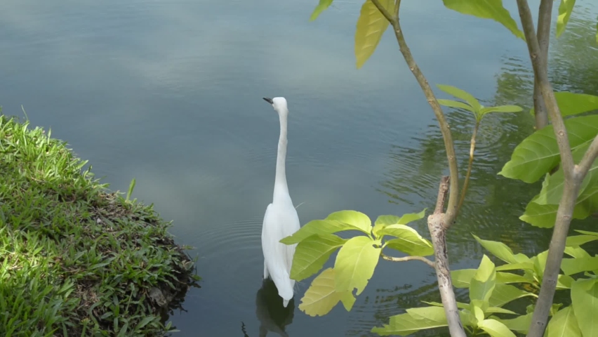 white egret looking for fish in the pond for food