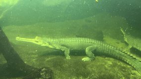 Two crocodiles swim underwater.  Crocodile swims with open eyes. Stock video. 4K
