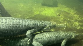 Two crocodiles swim together at the bottom of a pond. Stock video clip. 4K