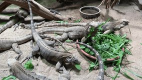Cuban ground iguana. The world of animals. 4K background video clip. 4k stock footage.
