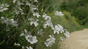 Close up of beautiful white flowers. Sunny weather. Green background. Full HD horizontal video.