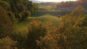 AERIAL: Tractor turning mowed hay in golden light revealing through autumn trees. Farmer using hay tedder to aerate grass and speed up drying. Preparing fodder for cows as mandatory farm task in fall.