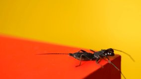 Whip scorpion walking on red stage podium yellow background
