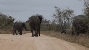 Breeding herd of African Elephants on the move