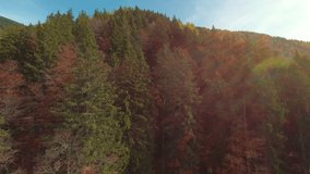 AERIAL: Drone flight above forested mountain ridge with autumn coloured trees. Gorgeous alpine landscape in amazing shades of fall season at all altitudes. Lush forest with conifer and deciduous trees