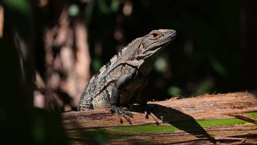 Black Spiny Tailed Iguana (ctenosaura similis), Costa Rica Wildlife and Rainforest Animals, Warm Blooded Reptile Basking and Sunbathing in the Sun, Amazing Jungle Nature in Central America