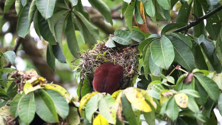 Montezuma Oropendola (psarocolius montezuma), uilding a Nest in a Tree in the Rainforest of Costa Rica, Bird and Wildlife in Tortuguero National Park, Central America Royalty-Free Stock Footage #1093588475