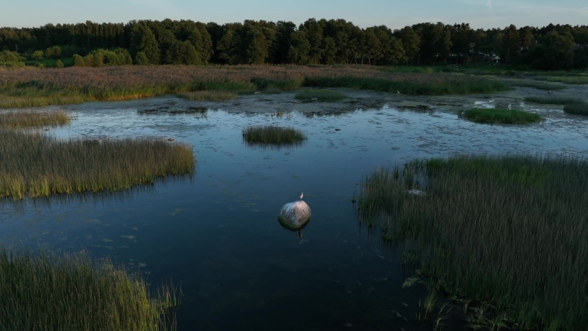 Lonely young grey heron (Ardea cinerea) standing on rock before sunset in Baltic Sea. Wide angle aerial footage, Estonia.