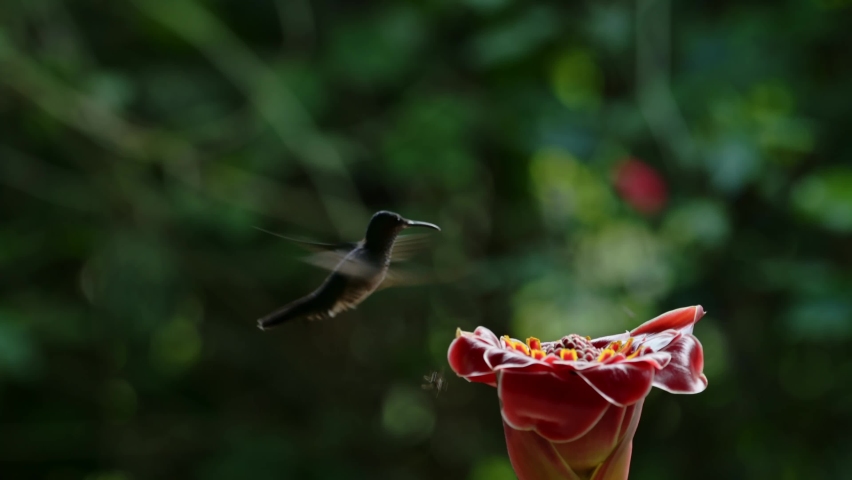 White Necked Jacobin Hummingbird (florisuga mellivora), Bird Flying in Flight and Feeding and Drinking Nectar from a Bright Red Flower in Tropical Rainforest in Costa Rica, Central America Royalty-Free Stock Footage #1093588691