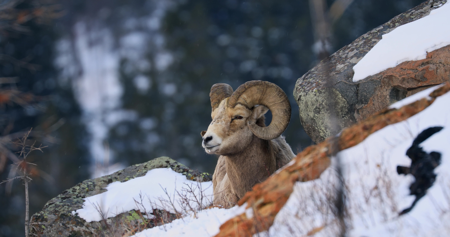Frontal shot of adult bighorn sheep lying down on snowy hill next to rock