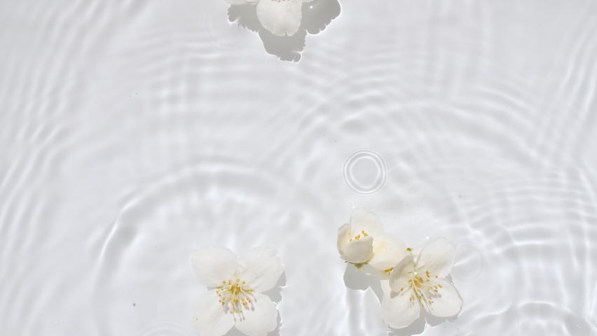 White Jasmine, flowers on water surface and falling water drops, waves on White background. Water splash. Pure water with reflections sunlight and shadows. Valentines day texture. Royalty-Free Stock Footage #1093589585