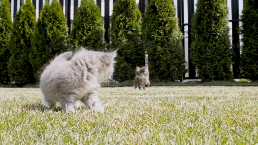 Little Grey Kittens run at grass outdoors are running towards the camera in a green park. Funny Striped Cats Playing. Concept of Adorable Cat Pets. Slow motion. Royalty-Free Stock Footage #1093589625