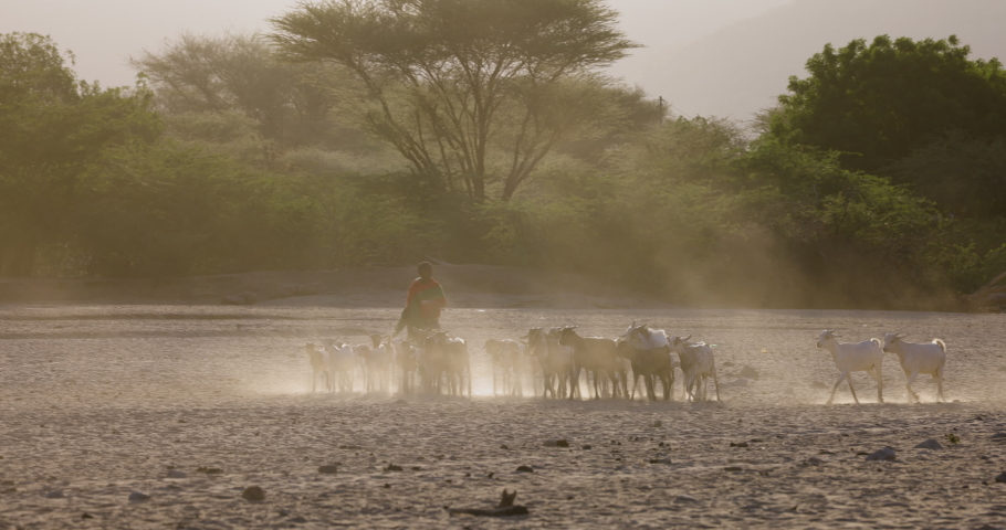 Climate change.drought.water crisis. Young African boy herding goats along a dusty, dry river bed to water points due to persistent drought and desertification. Kenya Royalty-Free Stock Footage #1093592547
