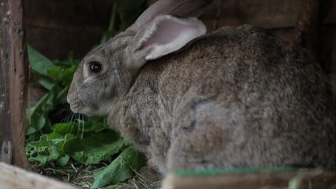 Fluffy Brown Rabbit Eats Grass His Stock Footage Video (100% Royalty ...