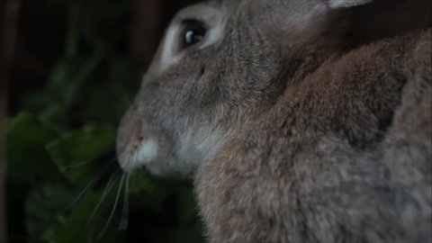 Fluffy Brown Rabbit Eats Grass His Stock Footage Video (100% Royalty ...