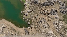 Herd of Sheep and Goats in the Cilo Mountains Drone Video, Yuksekova Hakkari, Turkey