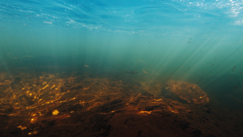 Distant view of the Rainbow trout, Oncorhynchus mykiss, swims underwater in the rapid clean river