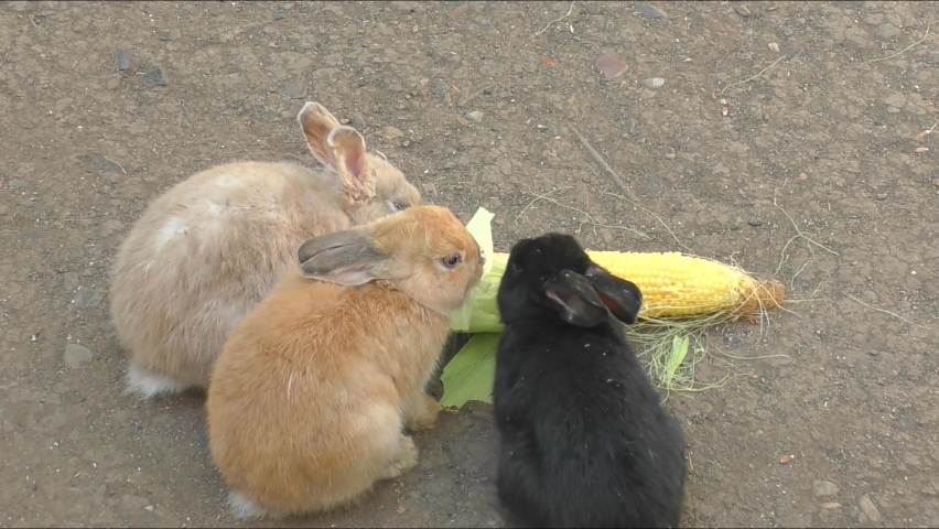 A rabbit on a farm on a summer day