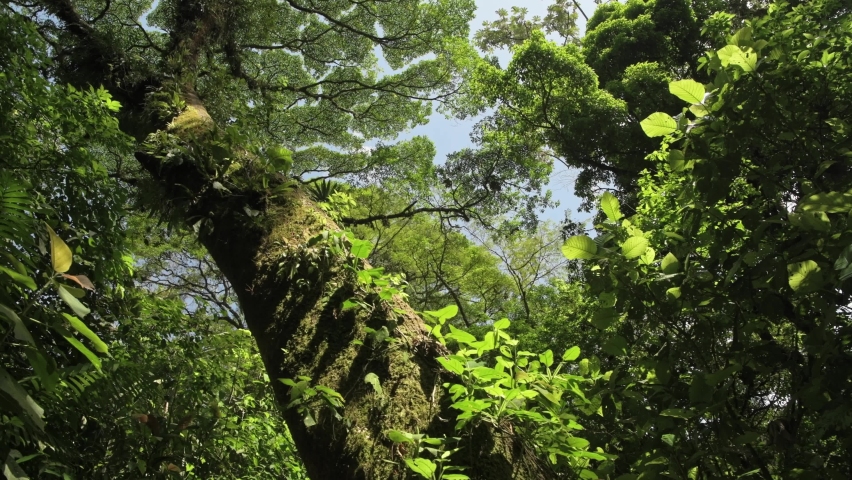 Large Old Tree in Costa Rica Rainforest, Looking Up at the Jungle Canopy, Tropical Scenery of Plants and Greenery at Arenal Volcano National Park Mistico Hanging Bridges, Central America Royalty-Free Stock Footage #1093615385