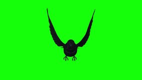 American Crow - Black Bird - Flying Loop - Front View - Green Screen