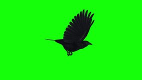 American Crow - Black Bird - Flying Loop - Side View - Green Screen