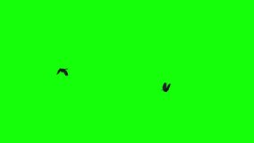 American Crows - Two Black Birds - Flying Around Loop - Green Screen