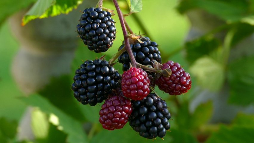 Blackberries ripen on a lush bush. Red and black forest berries. Vitamins from nature. Royalty-Free Stock Footage #1093620765