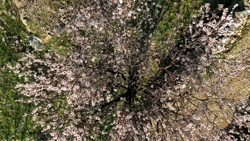 Almond Spring Garden Aerial View 4 K