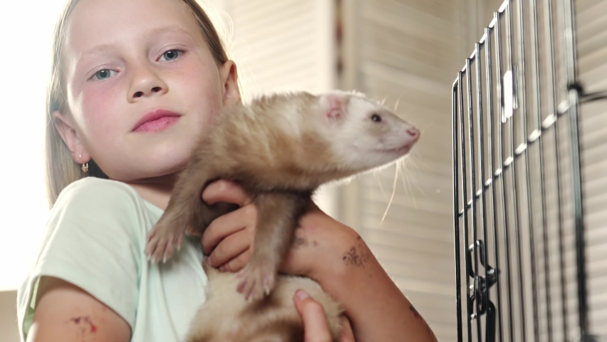 a little girl holds a domestic ferret in her hands. unusual pets. pet shop. vitamins and accessories for rodents.