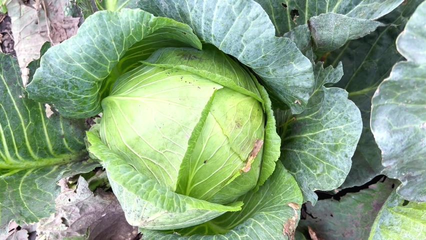 Large white cabbage grows in the ground in the garden. A ripe head of green cabbage is ready for harvesting. Growing cabbage on the farm. Organic cabbage for sale
