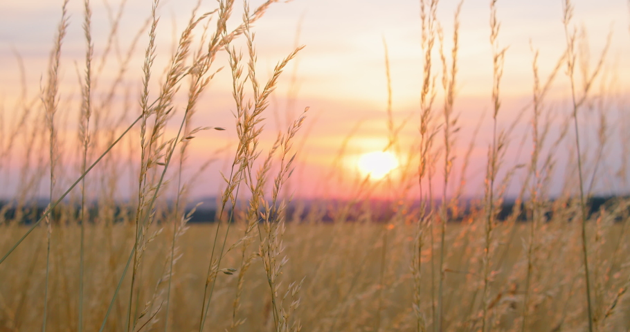 Close-up dry grass field,colored sunset, pink orange colors of setting sun. Relax calm scenery nature landscape. Golden light is reflected on the sbels. Nobody. Warm autumn evening. Pasture.