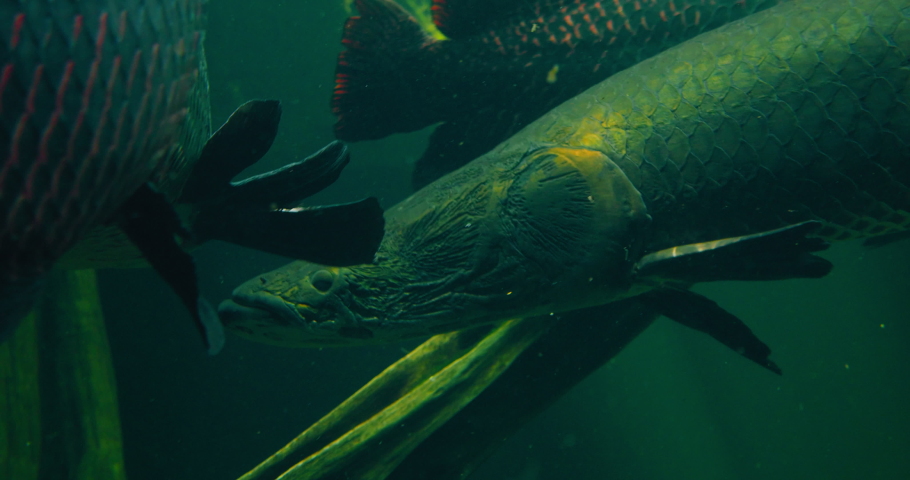 Torpedo is among the largest freshwater fish. Body is mainly gray-green and red flecks tail. Arapaima gigas or pirarucu fish swimming in pond. It carnivore native to the basin of the Amazon River.