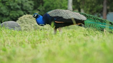 Beautiful Peacock Aviary Slowly Strolls Across Stock Footage Video (100 ...