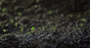 Timelapse of the emergence of new life in nature. The sprout cuts through the ground. Agriculture and plant growing. High quality 4k footage