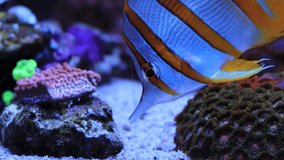 Chelmon, the copperbanded butterfly fish in reef aquarium tank
